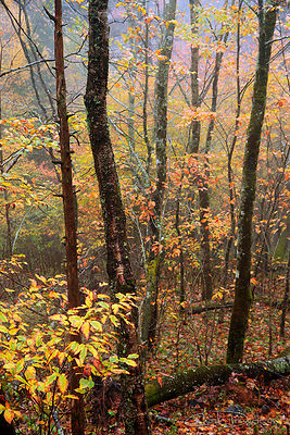 Fall Mist