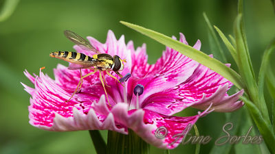 Sphaerophoria scripta