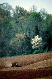 Tractor plowing, dogwood