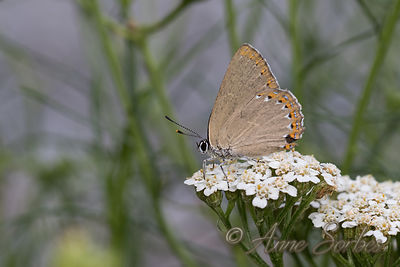 Laeosopis roboris