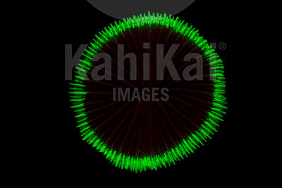 IMG_5231-Edit