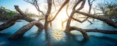 Mangrove