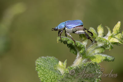 Hoplia coerulea