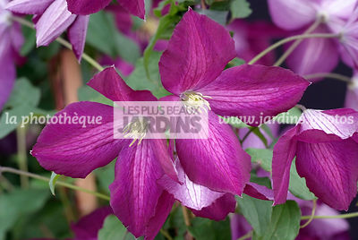 Clematis 'Jackmanii Purpurea' Zojapur (clématite)