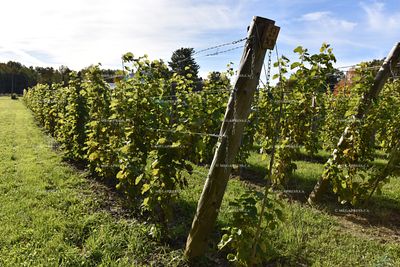 Vineyard