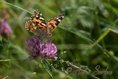 Vanessa cardui