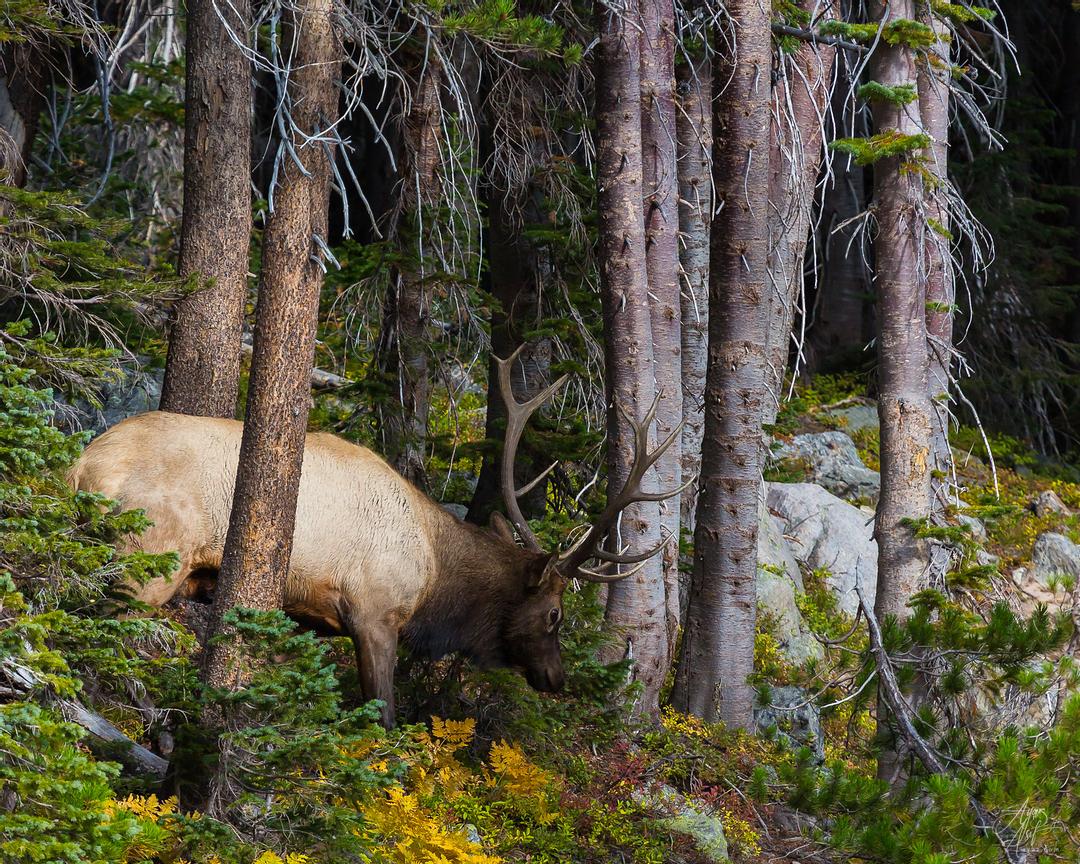 Elk in Rut