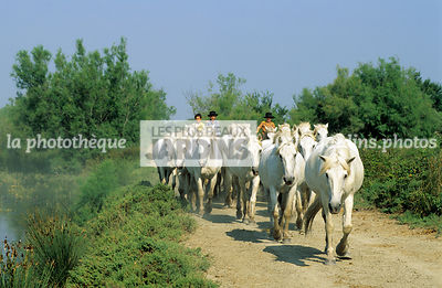 Chevaux camarguais. Manade Listel. Salins du Midi. Gard. France