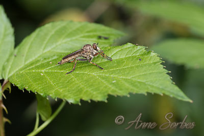 Tolmerus sp.