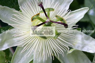 Passiflora coerulea 'Constance Elliott' (passiflore blanche). Passifloraceae. Grimpante à feuillage persistant. Floraison été.