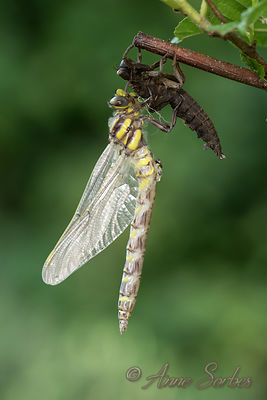 Cordulegaster boltonii