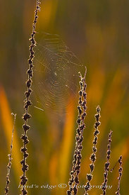 dried reeds with spider web near the Trunk River, Falmouth, MA.
