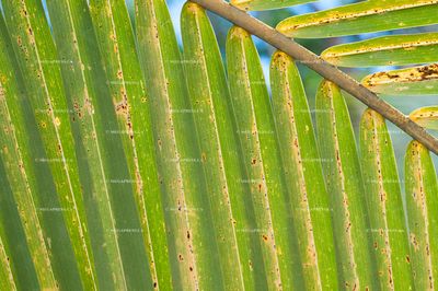 Plante