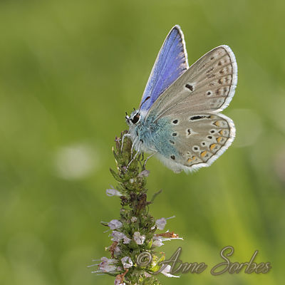 Polyommatus icarus
