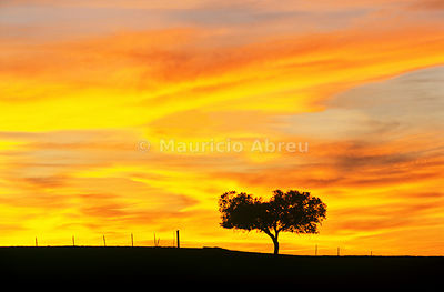 Cork tree in the vast plains of Alentejo. Portugal