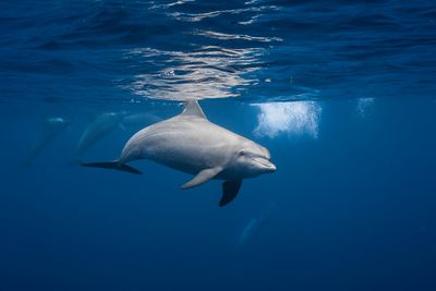 Dauphin curieux dans le lagon de Mayotte