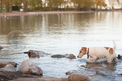 wet wirehaired fox terrier wading through water at beach