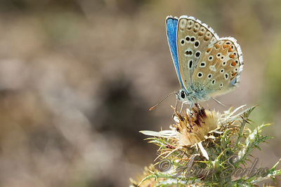 Polyommatus bellargus