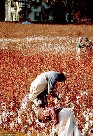 Cotton pickers