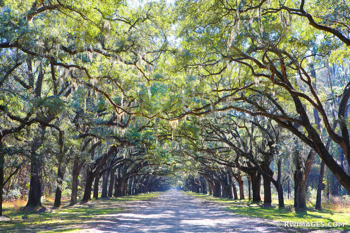 Framed Photo Print of WORMSLOE PLANTATION SAVANNAH COLOR Print
