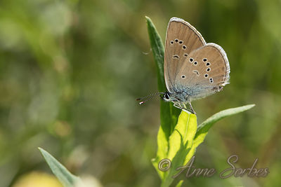 Polyommatus semiargus
