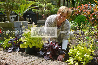 Plantation d'une heuchère pourpre (Heuchera spp), tassage de la terre avec les mains, personnage. Jardin MAP, Courcouronnes, France