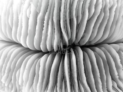 Fungia scutaria