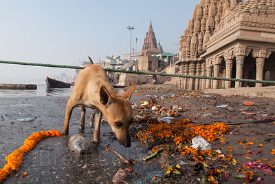 A stray dog walks past marigold garlands on the banks of the Ganges River near the sinking temple and Scindia Ghat, Varanasi, India.
