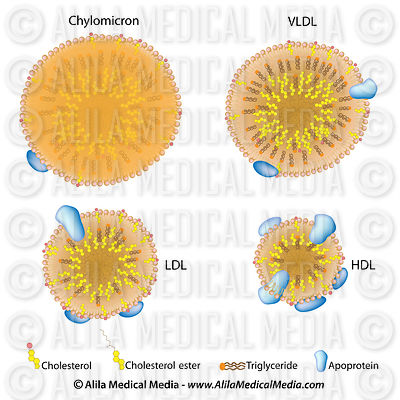Lipoproteins of the blood, LDL, HDL, chylomicron, VLDL