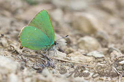 Callophrys rubi