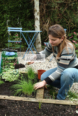 Plantation de la ciboulette. Personne mettant le terreau. Plantes aromatiques. Jardin MAP