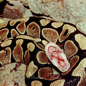 Pyrhon royal Ermont Val d'Oise 05/83