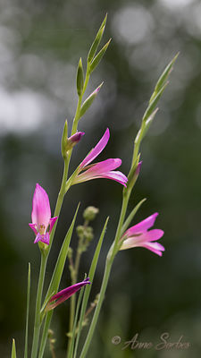 Gladiolus italicus