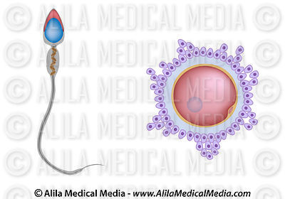 What is level three cervical cancer cervical cancer symptoms gasoline