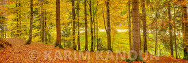 Panorama - Forest with autumn colors - Gruyère