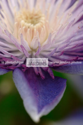 Clematis 'Multiblue' (clématite). Collection Arnaud Travers