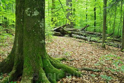 Forêt primaire d'Europe
