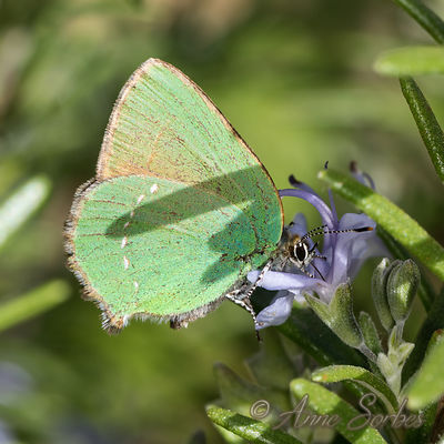 Callophrys rubi