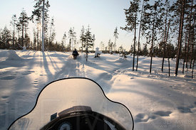 Forest landscape from snowmobile