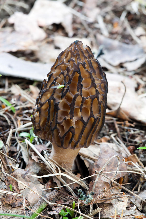Morel