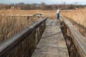 Boardwalk through marsh surrounded by cattails.