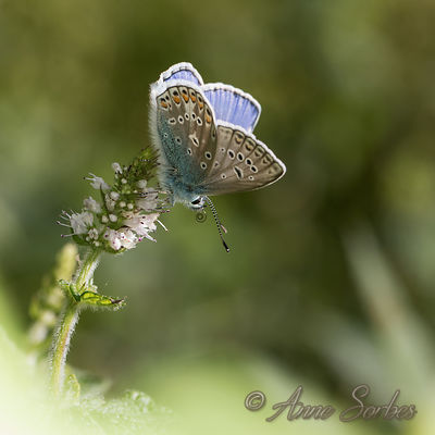 Polyommatus icarus