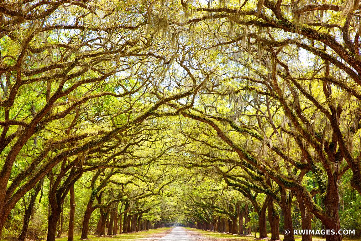 Framed Photo Print of WORMSLOE PLANTATION SAVANNAH COLOR Print