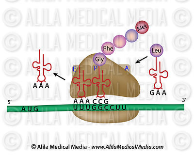Protein synthesis overview