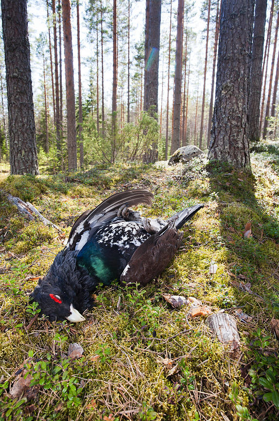 Dead Capercaillie on the Lekking Site