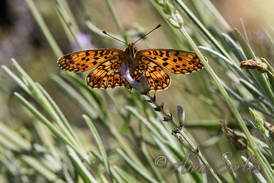 Boloria selene