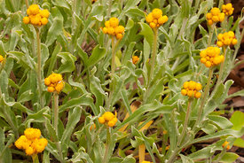 Common Everlasting, Asteraceae