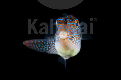 Canthigaster papua