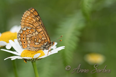 Euphydryas aurinia