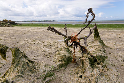 Algues vertes Bretagne